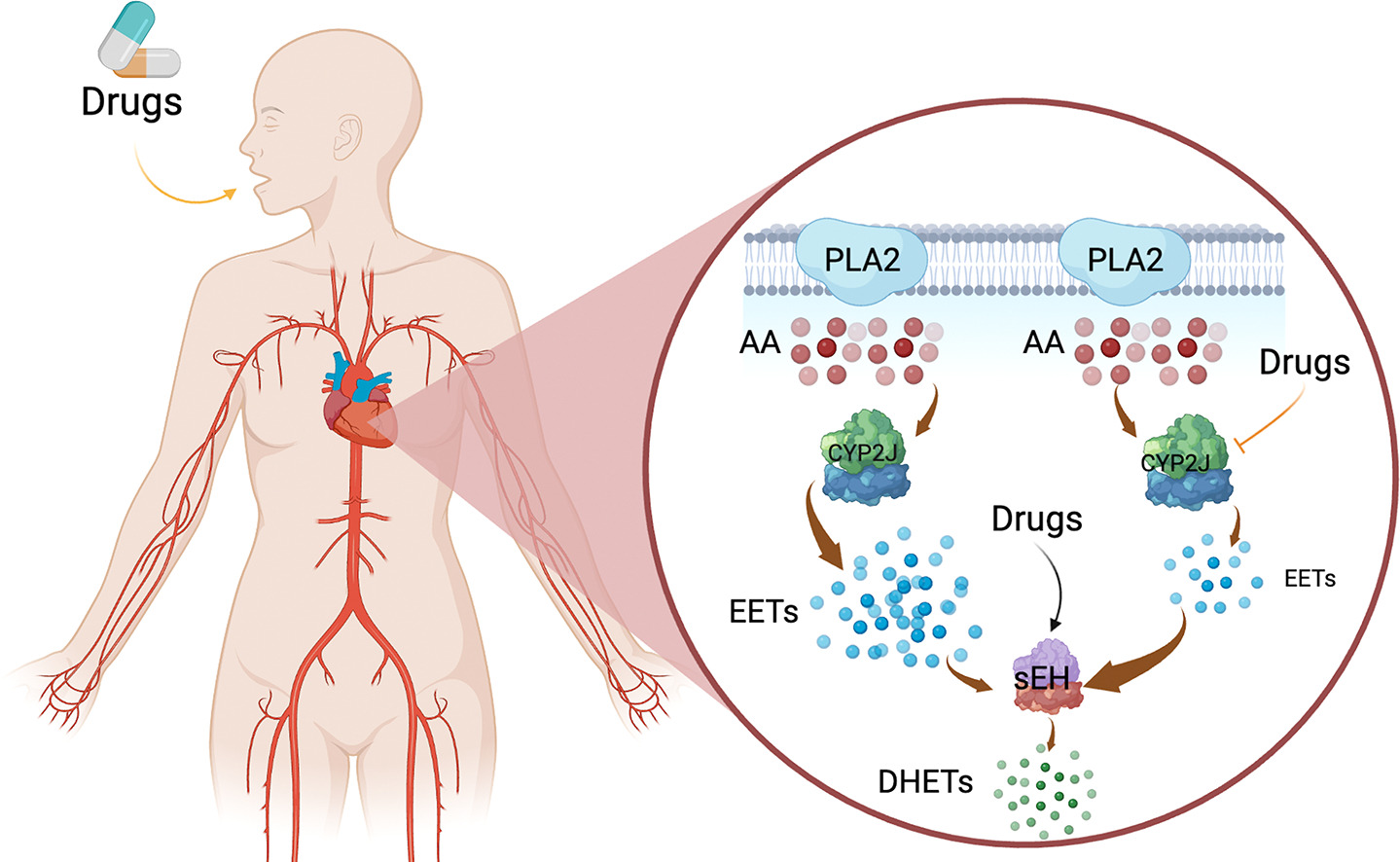 iseases and cardiotoxicity of drugs. life sciences 2022, 310: 121122. doi: 10.1016/j.lfs.2022.121122zhang y, zhang l, xu p, qin x, wang p, cheng y, yao b, wang x*. cytochrome p450 2e1 gene knockout or